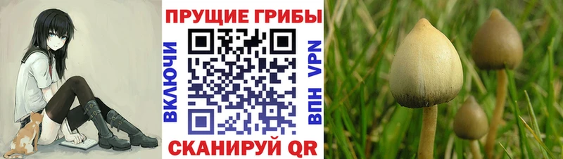 Псилоцибиновые грибы GOLDEN TEACHER  Купить где  Высоцк 